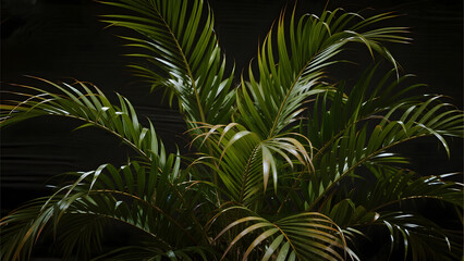 Tropical Palm Leaves, Dark Background, Natural Greenery, Exotic Foliage, Lush Landscape