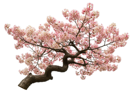 Isolated cherry tree branch covered in light pink blossoms, spring floral, sakura