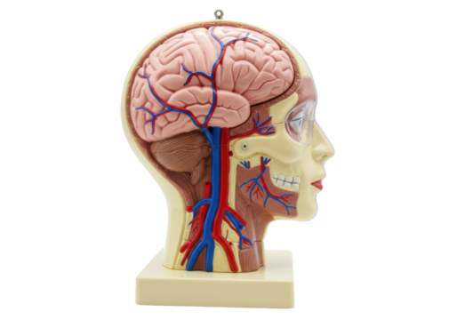 Isolated head model of a human brain, blood vessels, and face in profile for anatomy lessons