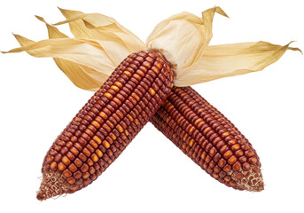 Isolated colorful Indian corn on husk in studio. Corn cobs arrangement, autumn still