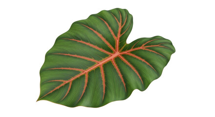 Isolated beautiful Alocasia leaf with red veins, stunning foliage, decorative greenery