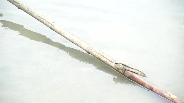 Climbing fish in mangrove forests in Thailand