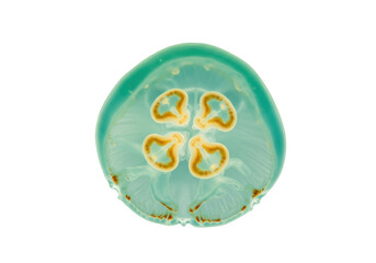 Isolated Jellyfish with Four Leaf Clover Pattern Inside, Marine Biology Specimen, Underwater Life