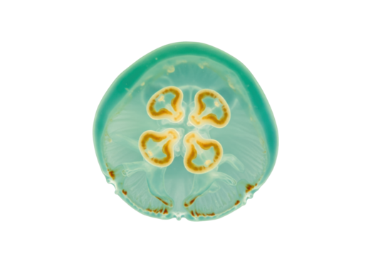 Isolated Jellyfish with Four Leaf Clover Pattern Inside, Marine Biology Specimen, Underwater Life