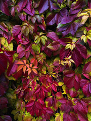 Vibrant close-up of wall covered with ivy or wild grape leaves in rich colorful autumn shades. Natural gradient of fall colors and textures, creating a lush organic background for seasonal decoration