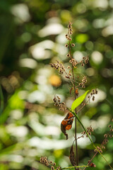 秋の森　日差しで輝くトゲトゲの種子02