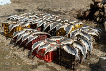Dried Fish Arranged on Plastic Crates in Outdoor Market