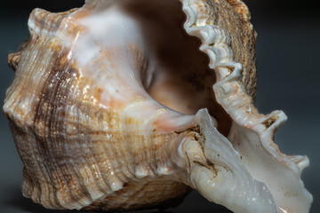 Macro photograph of an open seashell showing detailed texture and natural inner structure