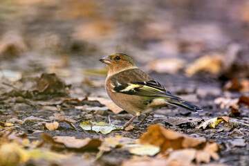 The chaffinch on the forest floor in the Reinhardswald forest in Hesse (Fringilla coelebs)