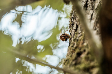 hornet in a tree nature insect