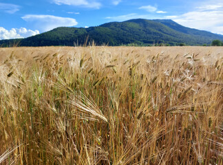 light yellow field and green Pohorje mountain. Slovenia. Landscape.