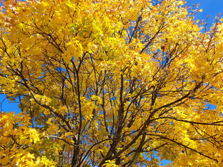 Branches with bright yellow leaves and blue sky. Autumn season. Treetop.