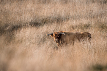 Scottish highland cow in a field of grass