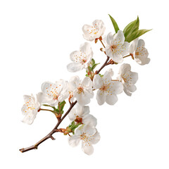 Beautiful cherry blossom branch with soft pink flowers in full bloom, isolated on transparent background