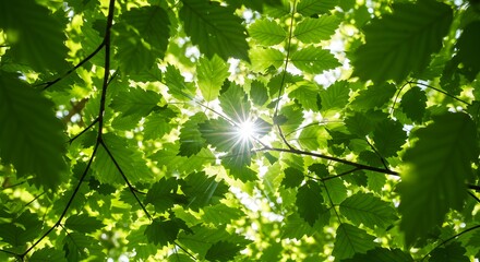 The intricate patterns of sunlight filtering through leaves.