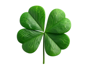 Green four-leaf clover, symbol of good fortune