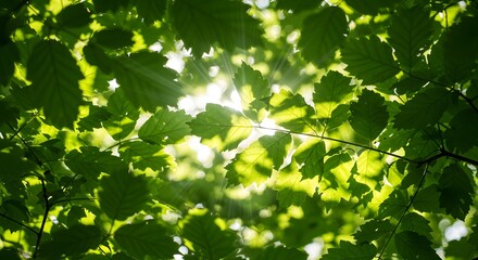 The intricate patterns of sunlight filtering through leaves.