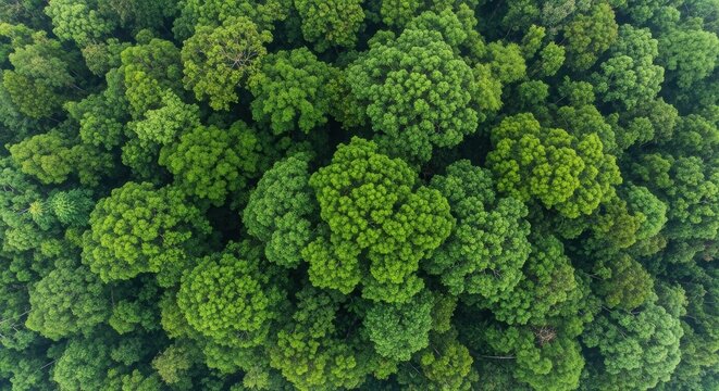 Stunning aerial view of vibrant green treetops in dense forest canopy, nature scene