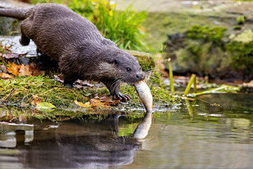 An otter on the shore (Lutra Lutra)
