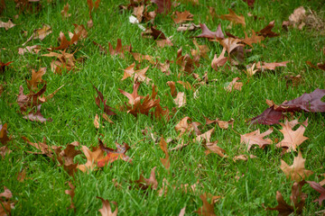 Autumn leaves scattered on grass, symbolizing seasonal change and gardening activities.