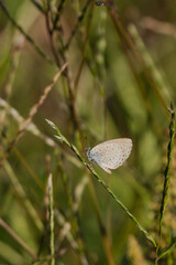 秋の野原のヤマトシジミ02