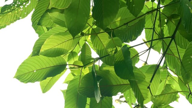 Kratom leaves Kratom sapling (Mitragyna speciose) green Is a type of drug. are a traditional herbal medicine for locals in Thailand.