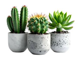 Three potted plants tall, round, and rosette