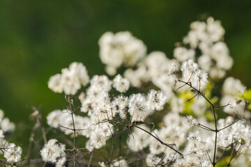 秋の山　ヒヨドリバナの綿毛03