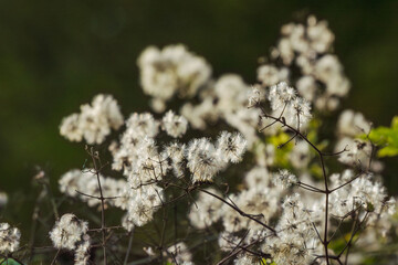 秋の山　ヒヨドリバナの綿毛04