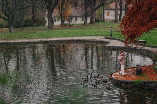 Child observing ducks in autumn park pond