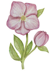 Pink hellebore flowers watercolor illustration, green leaves and blossoms, gentle blooming bouquet, perfect for packaging, invitations and greeting cards