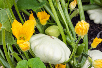 Patisson pumpkins with yellow flowers growing in a vegetable patch. 