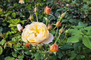 Pale apricot floribunda rose flower with buds. 