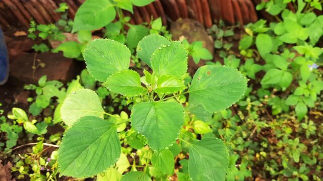 Acalypha indica plant thrives in a garden setting its vibrant green leaves capturing the sunlight showcasing nature's beauty and the potential for herbal remedies and traditional medicine.