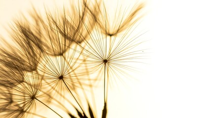 Close-up of delicate dandelion seeds against a soft, ethereal background.