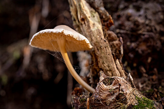 The mousetail mushroom (Baeospora myosura) on a tree trunk in the Reinhardswald forest in Hesse - Powered by Adobe