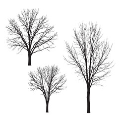 Obraz premium Three black silhouette bare trees with intricate branches against a white background winter