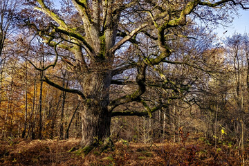 Obraz premium The old trees in the Reinhardswald primeval forest near Hofgeismar