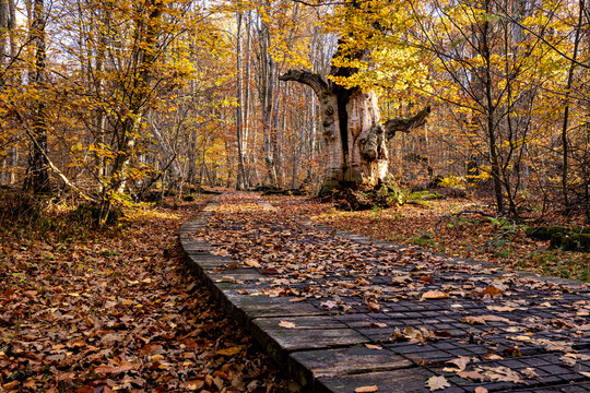 The old trees in the Reinhardswald primeval forest near Hofgeismar