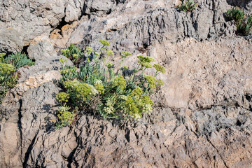 Crithmum maritimum thrives on sun drenched Mediterranean rocks, symbolizing pure nature's resilience