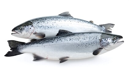 Obraz premium Two silver-scaled fish, one atop the other, lie on a white background. They have dark fins and eyes, with a hint of pink
