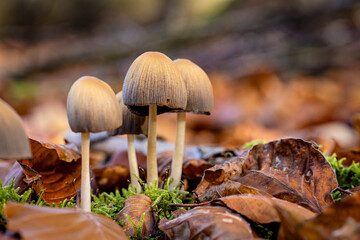The common mica ink cap (Coprinellus micaceus) on the forest floor of the Reinhardswald in Hesse