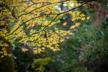 秋と紅葉