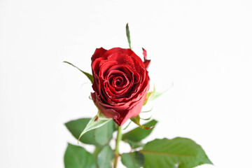 Naklejka premium 赤い薔薇