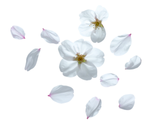 White petals and flowers falling softly
