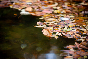 秋の水面に浮かぶ落ち葉