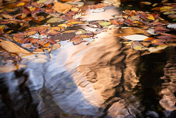 秋の水面に浮かぶ落ち葉