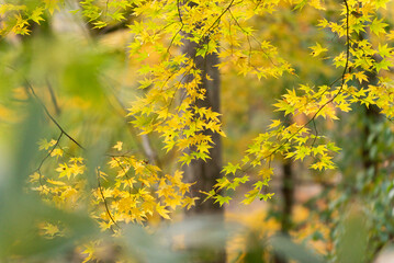 秋と紅葉