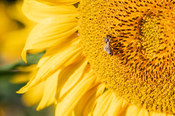 A bee collecting nectar, pollen on a sunflower bloom. Close-up of a bee sitting on the seed head of a bright yellow sunflower, collecting nectar, set against a background of yellow petals