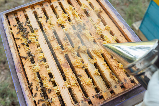 Beekeeper smoking frames to calm the bees. Close-up of an open hive, filled with frames of honeycombs and bees, where a silver smoker releases smoke to calm the insects during the inspection